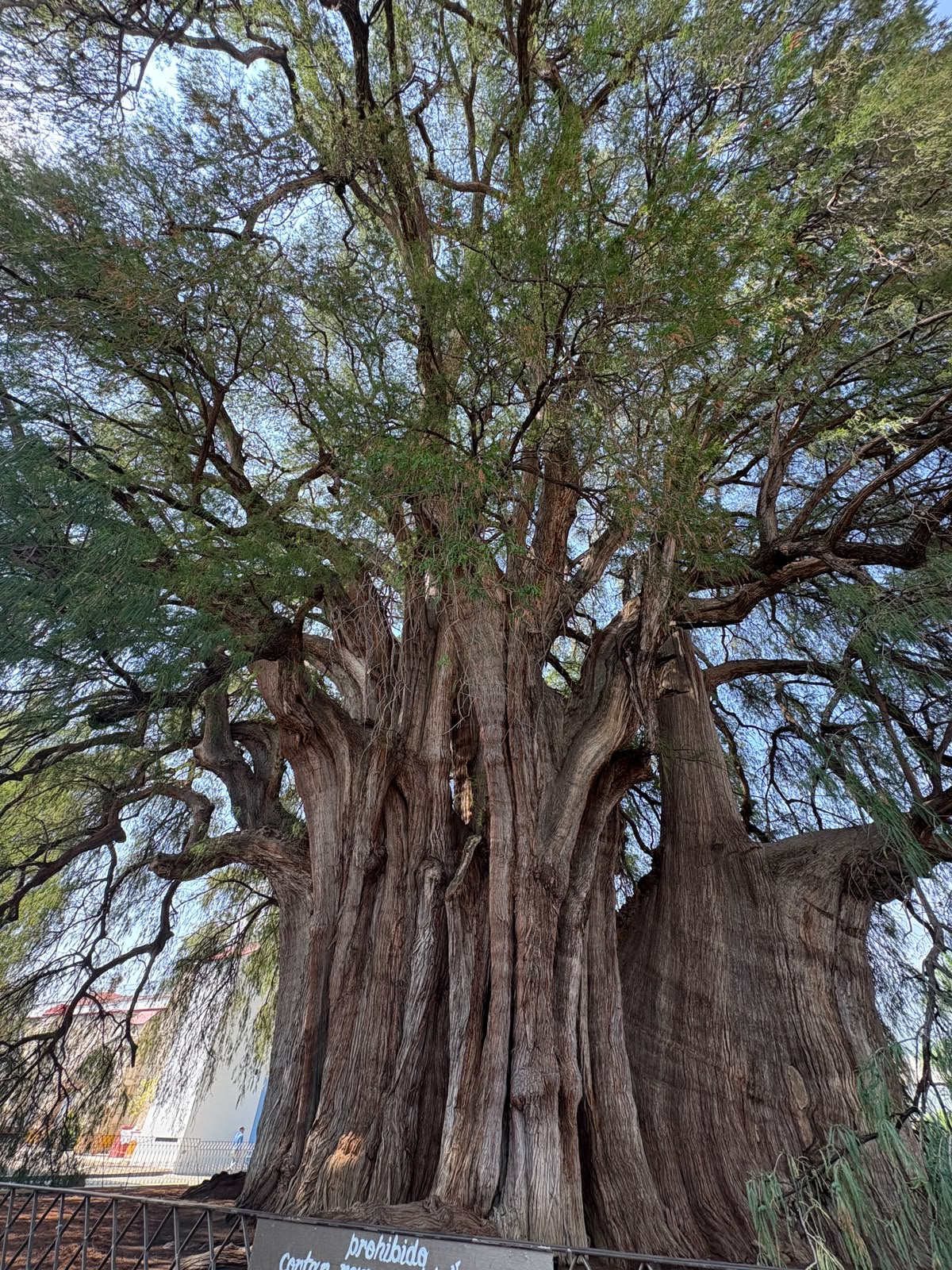 Ruta 5: Tour Sólo Domingo: Árbol del Tule, Mercado de Tlacolula y Teotitlán del Valle 4